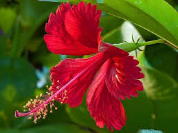 Hibiscus rosa-sinensis
